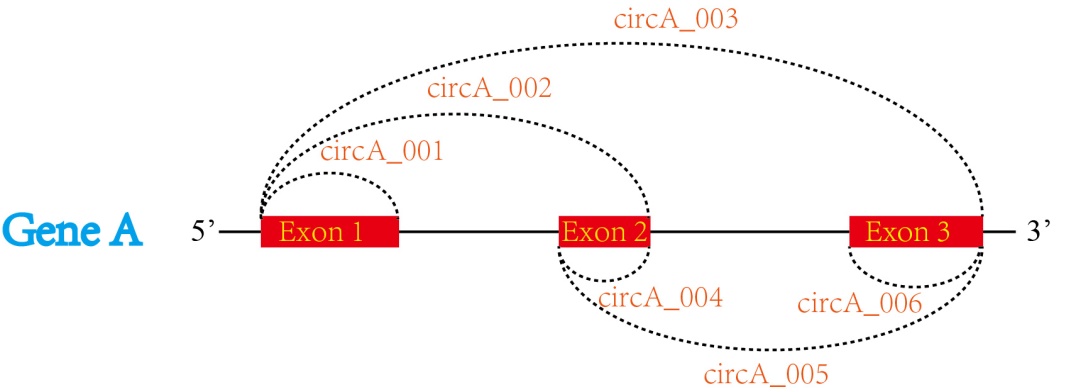 C:\Users\DELL\Desktop\circBank数据库文章\示意图 1.jpg